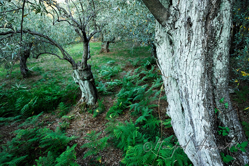 olive orchard and ferns in the undergrowth