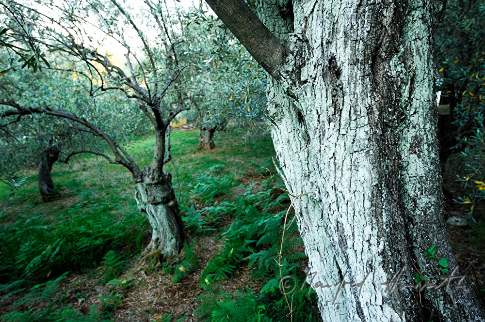 olive orchard and ferns in the undergrowth