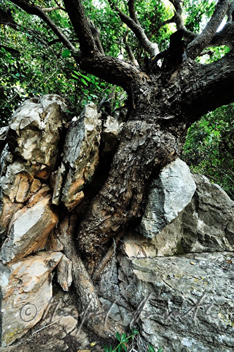 ingrown old olive tree