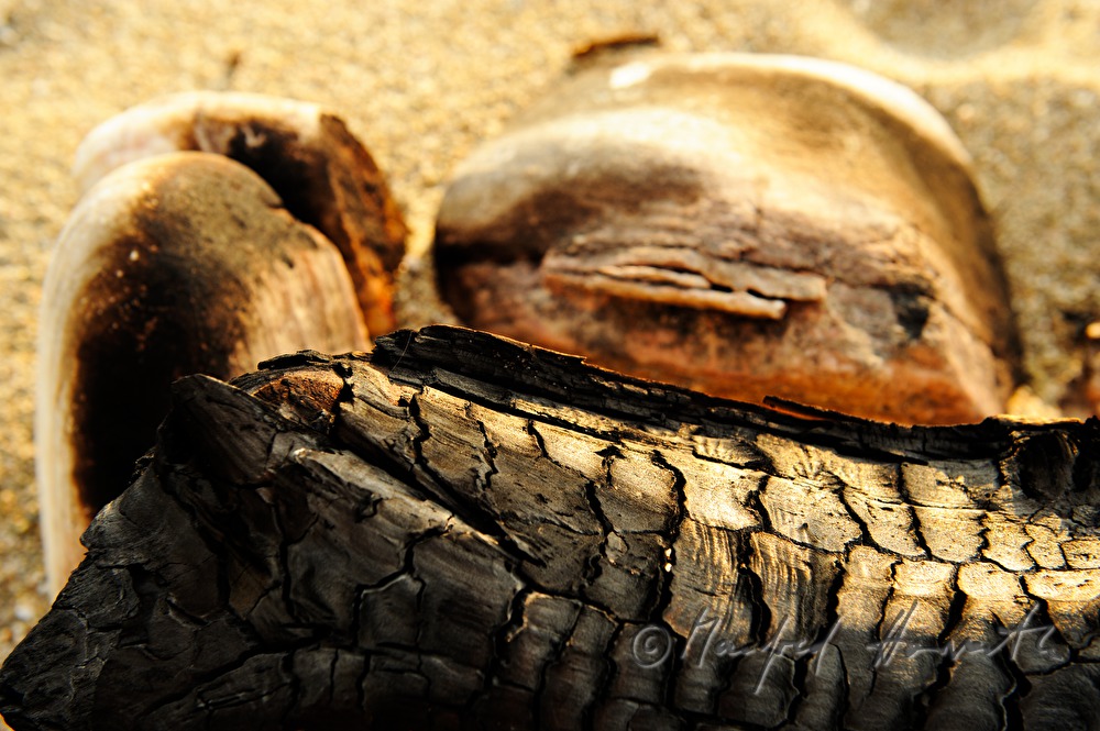 charred wood and stones on the beach