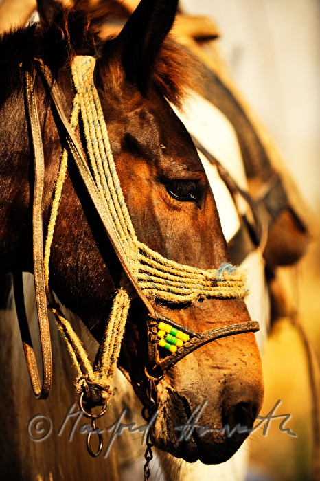 transport of cement with mules