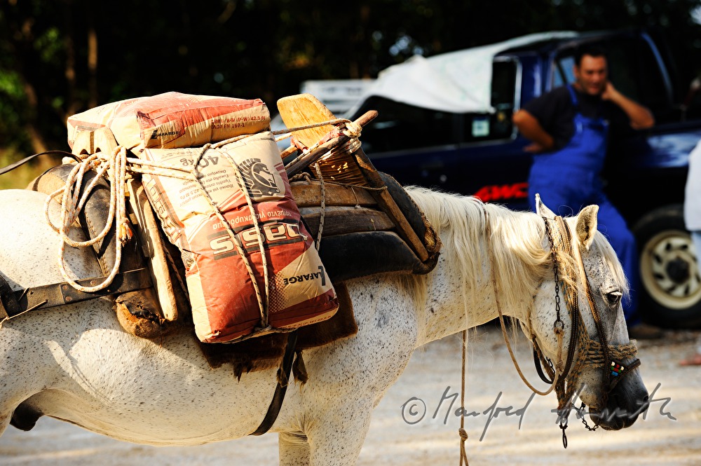 transport of cement with mules