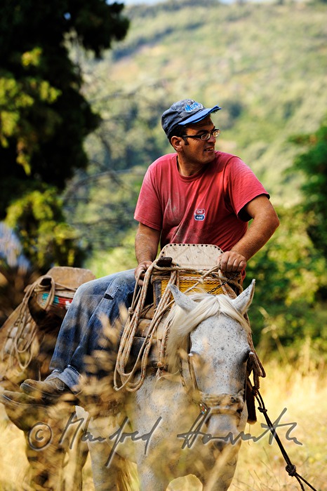 transport of cement with mules