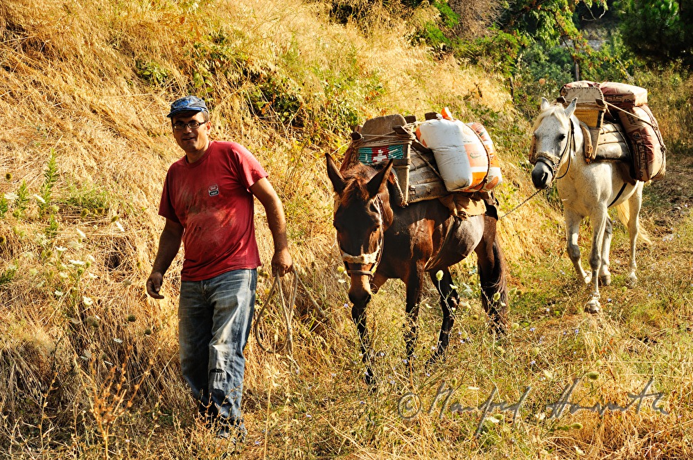 transport of cement with mules