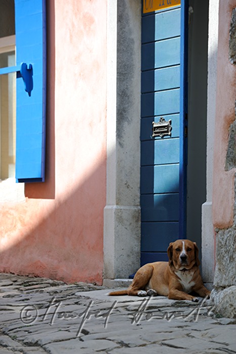 dog resting at a door