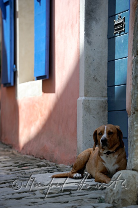dog resting at a door