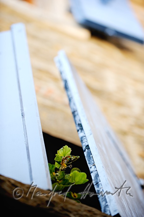 window shutter and pot plant