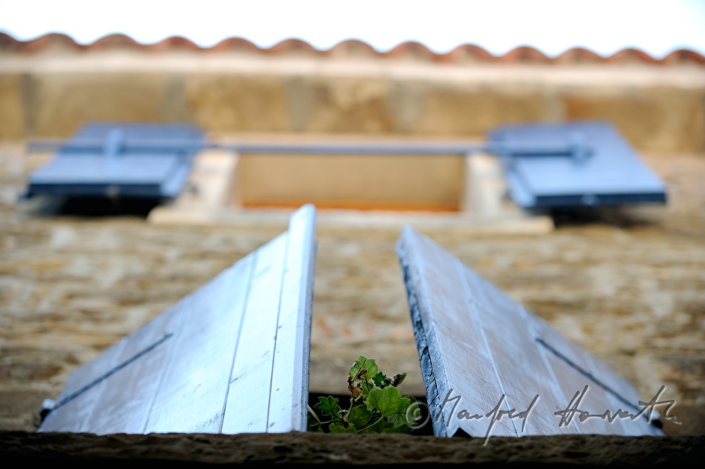 window shutter and pot plant