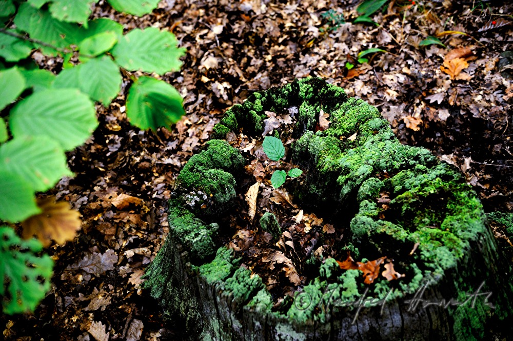 moss on an oak tree stem