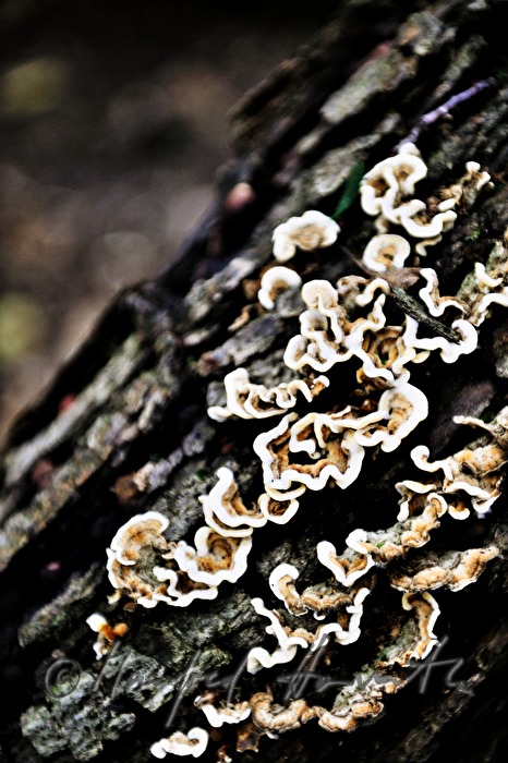 fungi on the stem of an oak tree