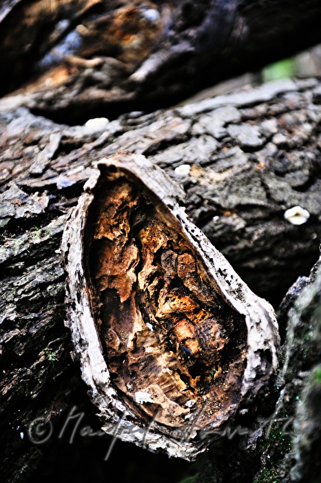 broken branch on an oak tree