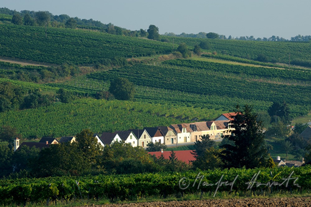 street with typical wine cellars