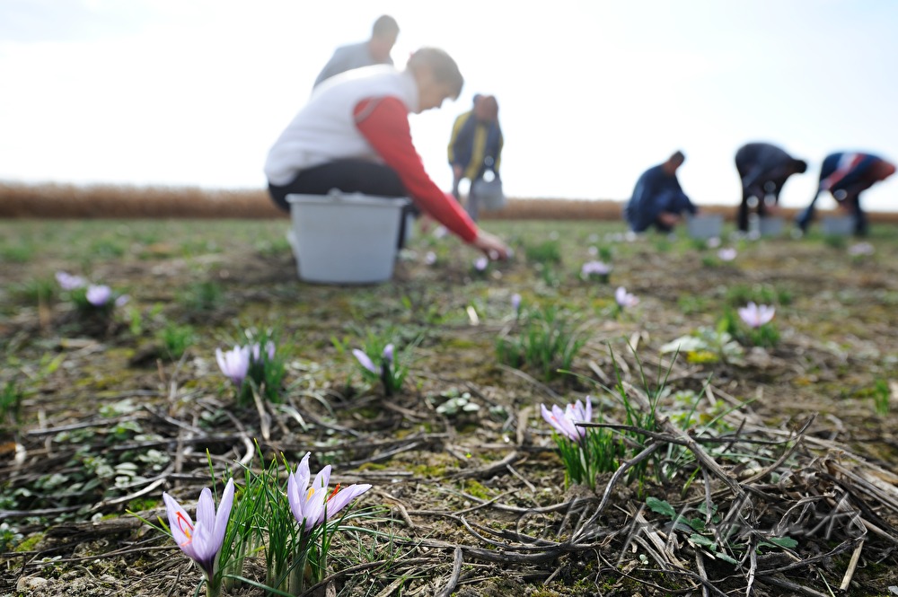 saffron harvest: saffron crocus flower with red stigmas