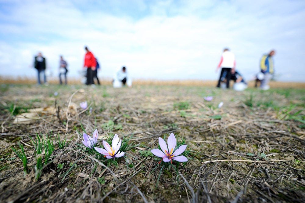 saffron harvest: saffron crocus flower with red stigmas