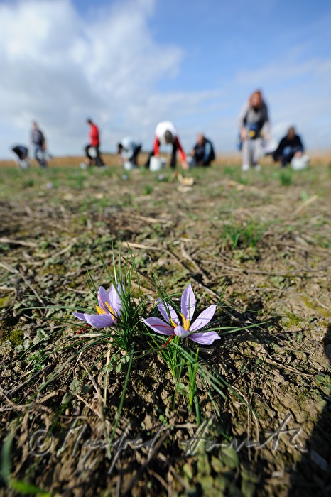 saffron harvest: saffron crocus flower with red stigmas