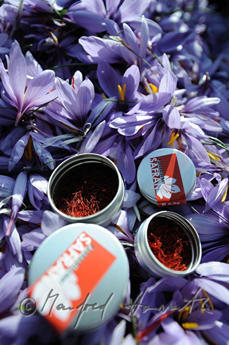 saffron harvest: saffron crocus flower with red stigmas