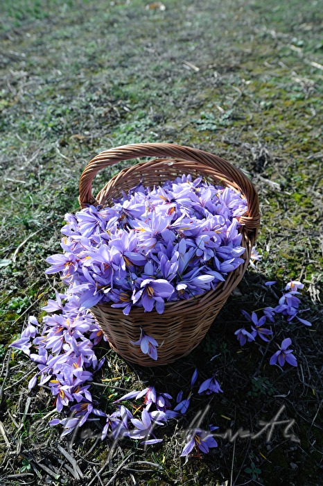 saffron harvest: saffron crocus flower with red stigmas