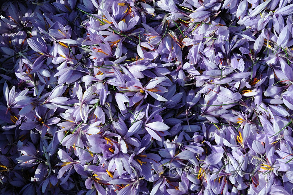 saffron harvest: saffron crocus flower with red stigmas