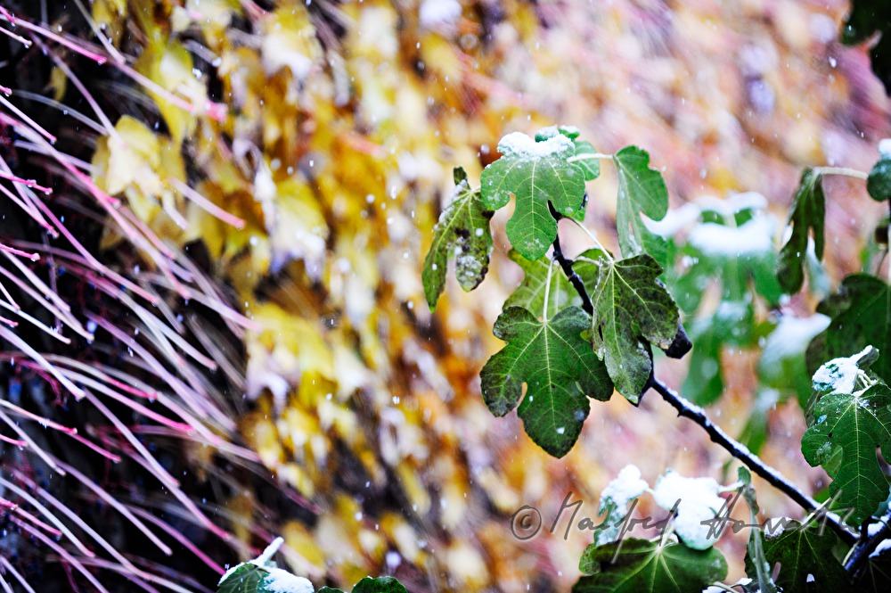 snow on a green fig branch in October