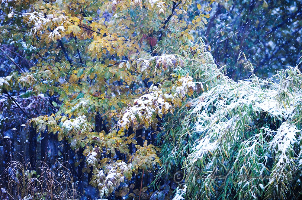 snowfall in a garden in October