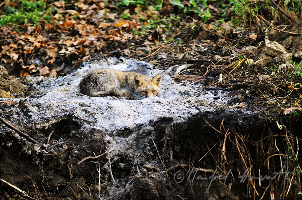 a fox warms up in the ashes of an open fire