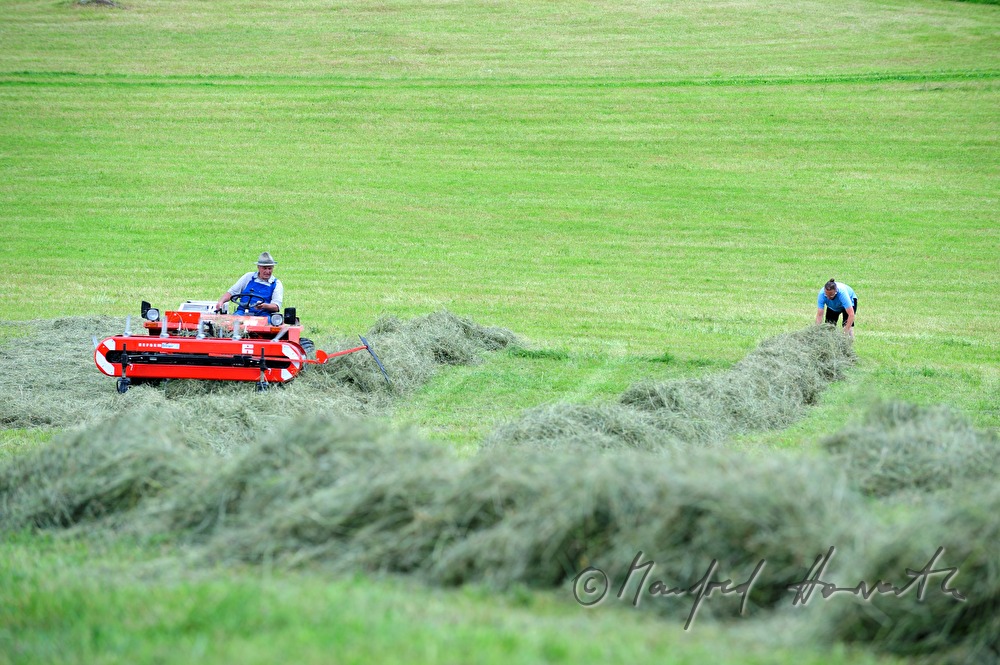 making hay in summer