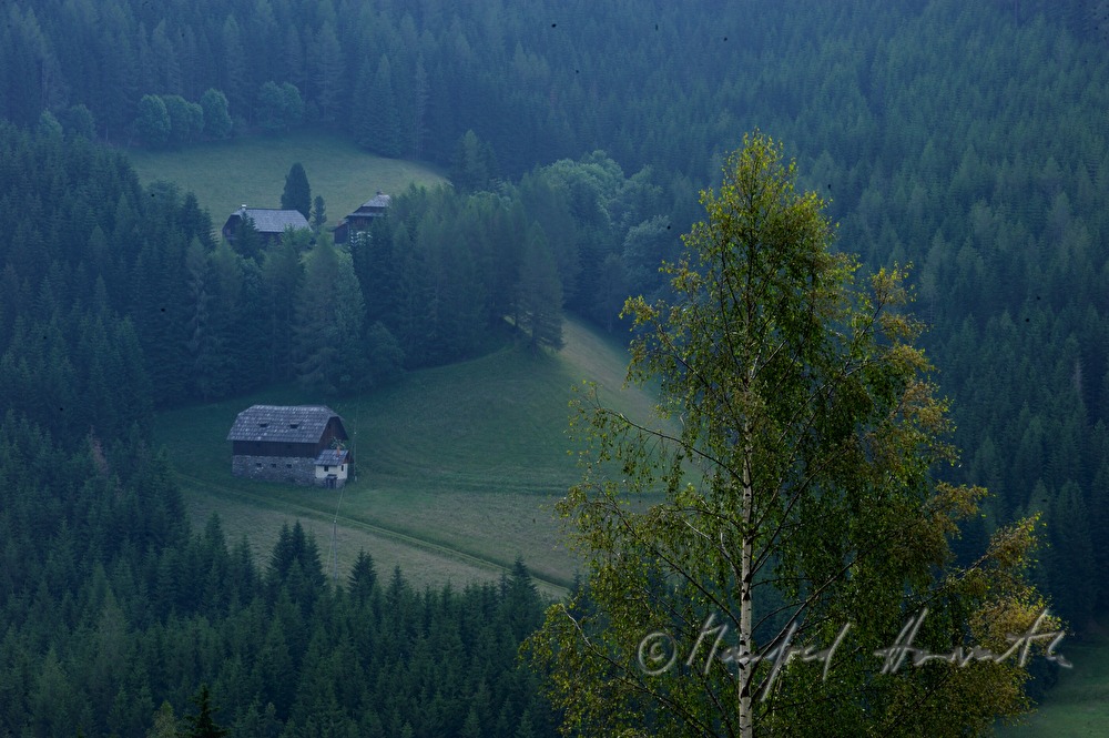 farm houses on the hill and a birch