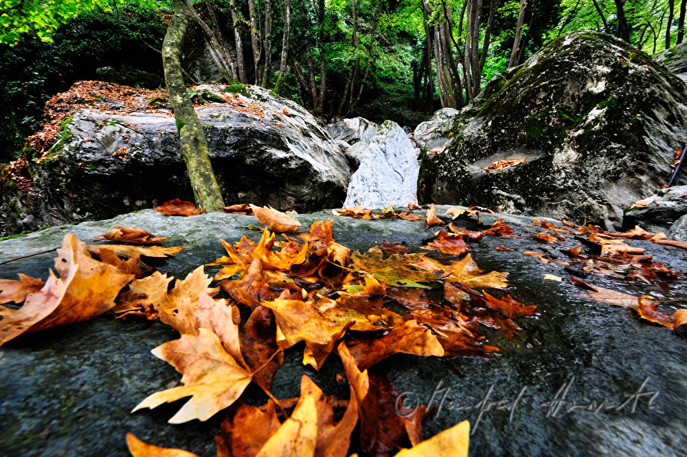 creek bed wit huge rocks