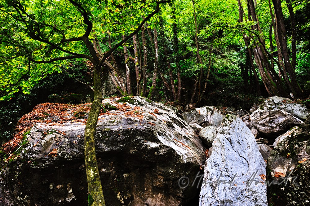 creek bed wit huge rocks