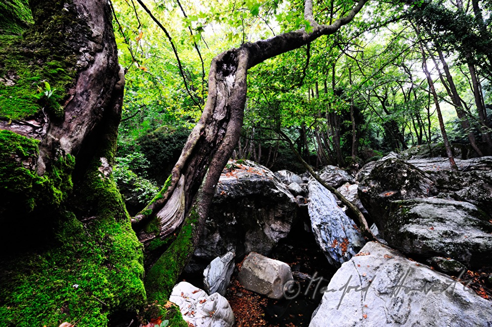 creek bed wit huge rocks