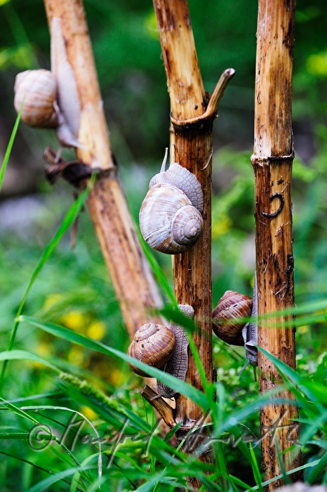 snails on a branch in the meadow