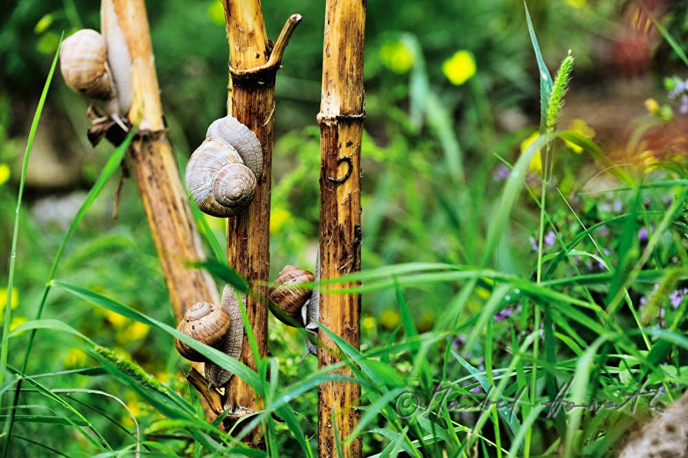 snails on a branch in the meadow