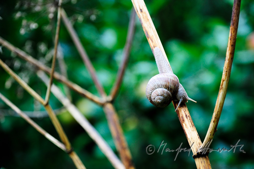 snails on a branch in the meadow