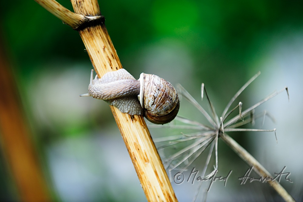 snails on a branch in the meadow