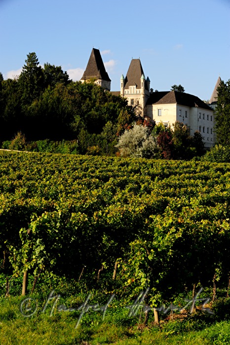 castle Maissau and vineyards