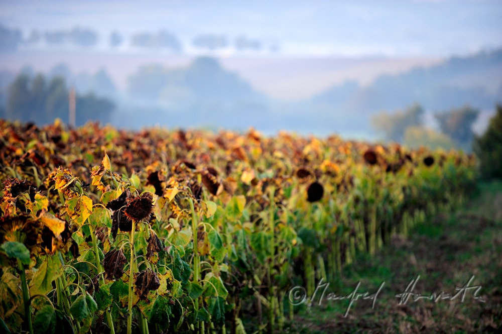 view over a sunflower field to Manhartsberg