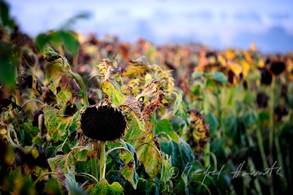 view over a sunflower field to Manhartsberg