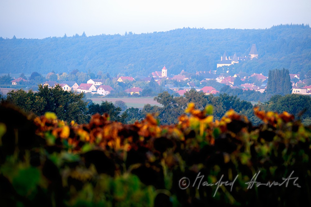 view over a sunflower field to Manhartsberg