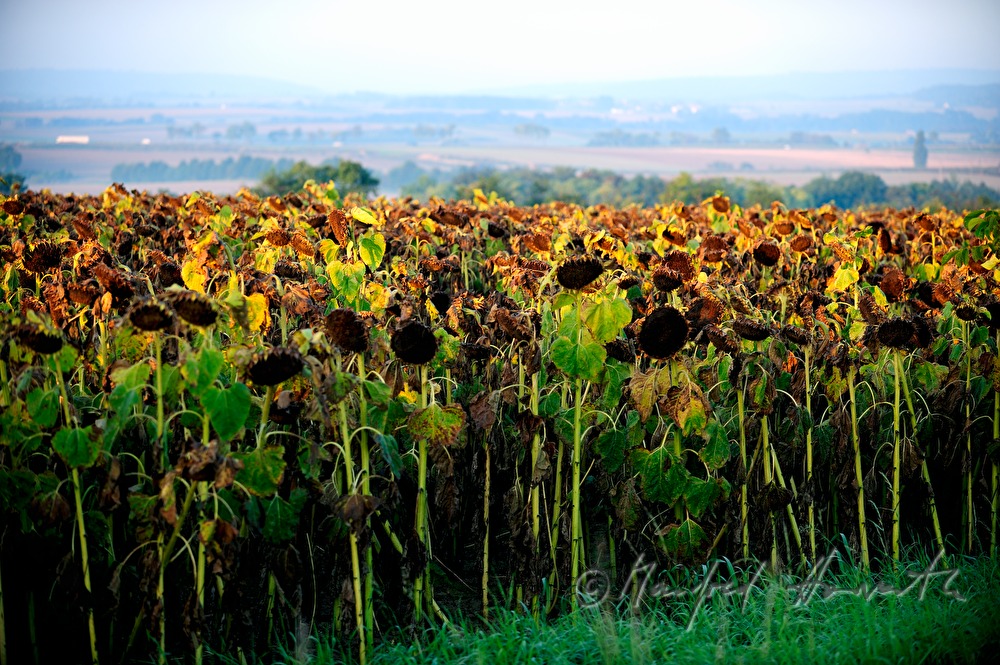 view over a sunflower field to Manhartsberg