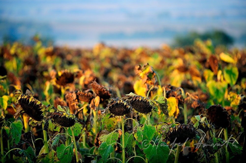 view over a sunflower field to Manhartsberg