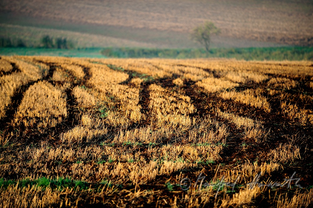 view over a sunflower field to Manhartsberg