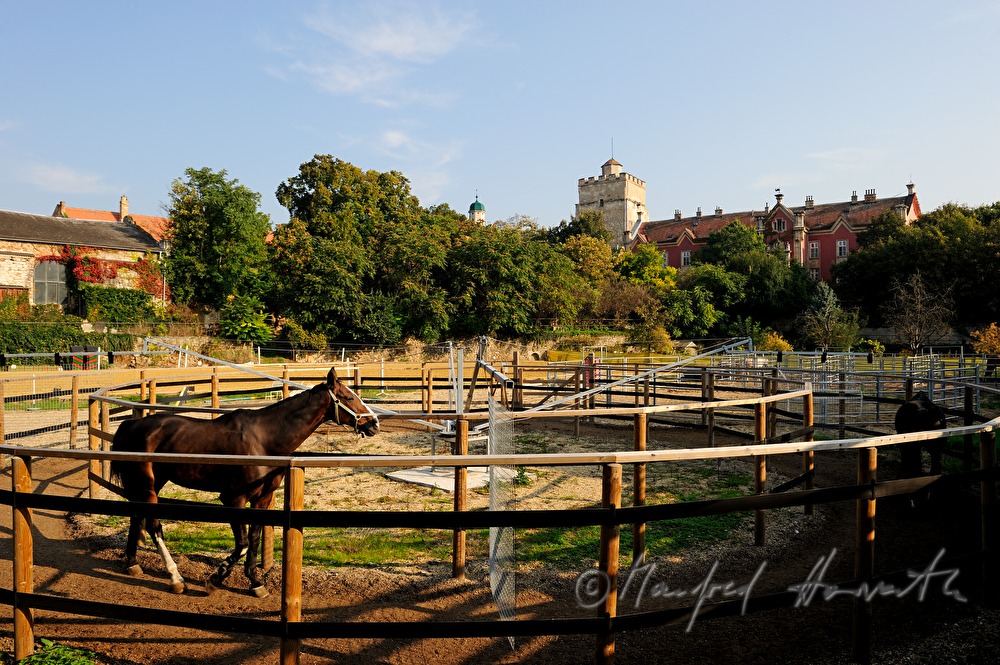 Castle Prugg and paddock in the chateau park