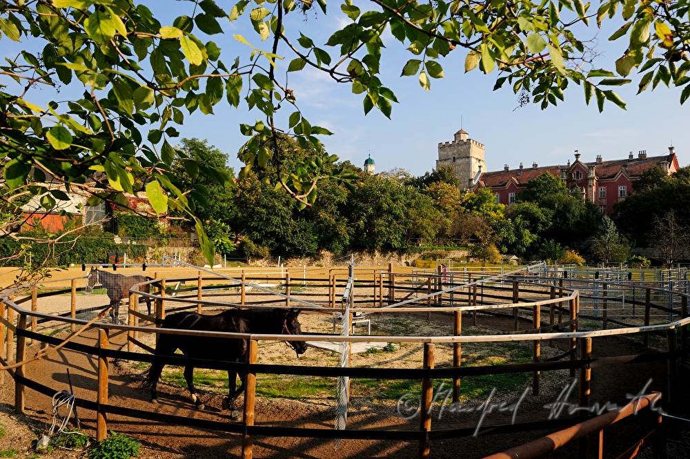 Castle Prugg and paddock in the chateau park