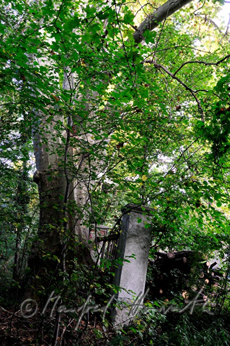 overgrown fence in the garden of the historic paper mill