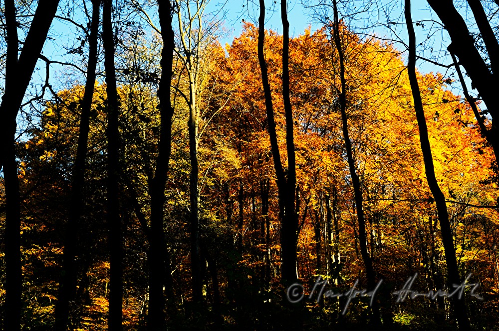 common hornbeams on the ridge of a slope