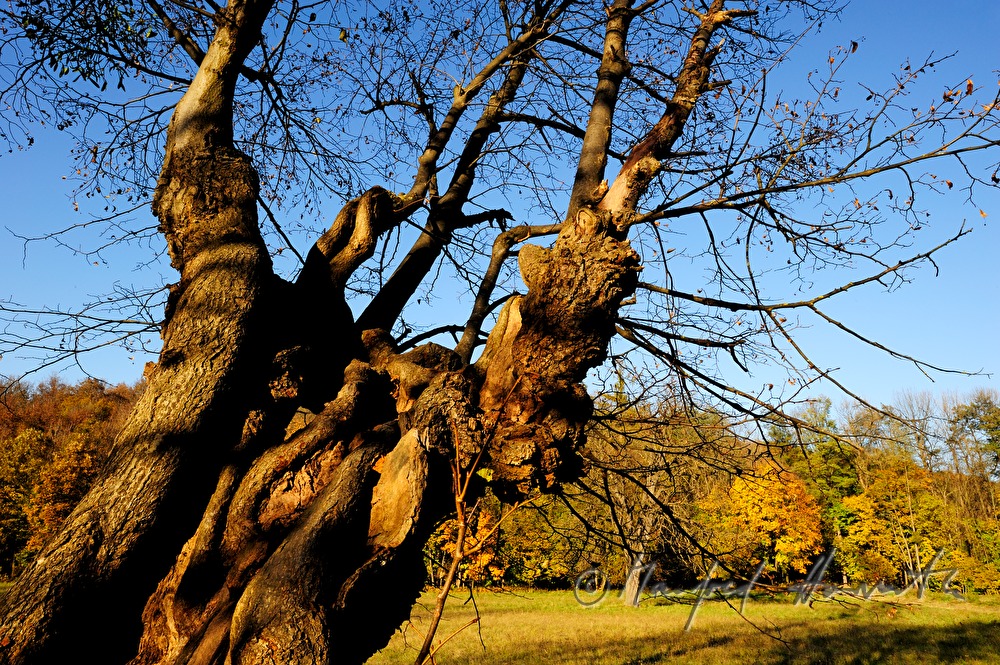 old limetree in the park of 