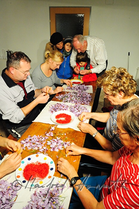 picking the saffron threads from saffron crocus plants
