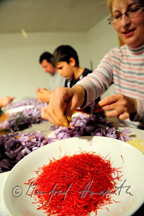 picking the saffron threads from saffron crocus plants