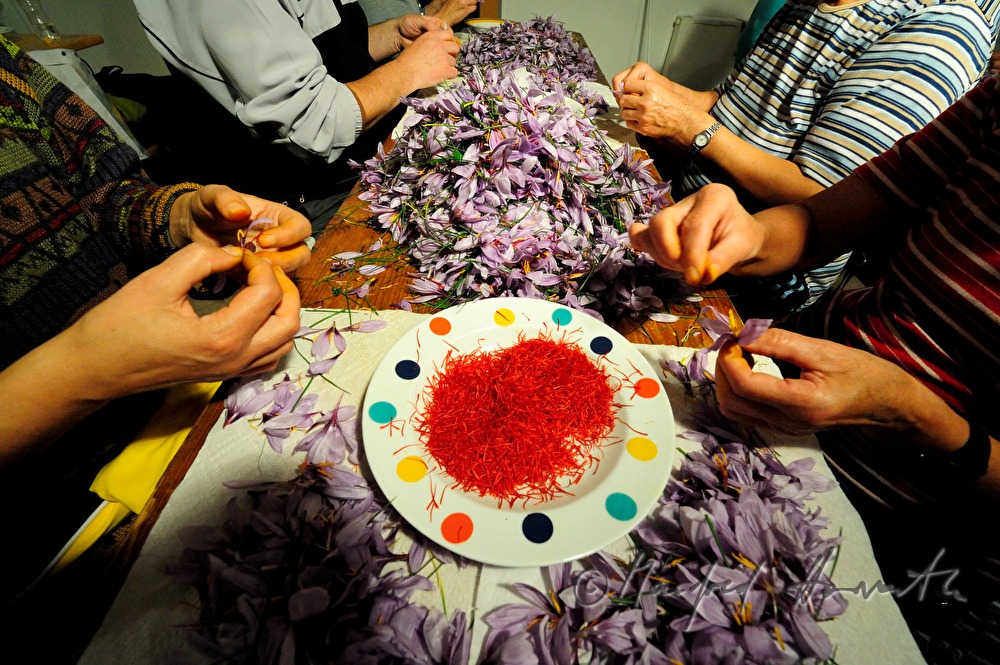 picking the saffron threads from saffron crocus plants