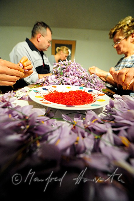 picking the saffron threads from saffron crocus plants